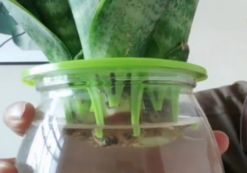 虎皮兰如何水培