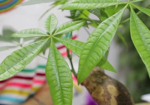 怎样使发财树多发侧芽