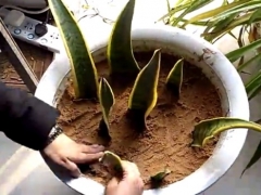虎尾兰烂根怎么处理