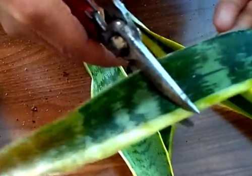 虎尾兰烂根怎么处理3