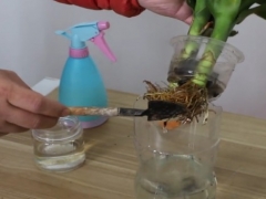富贵竹水培怎么养护