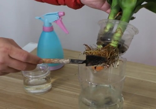 富贵竹水培怎么养护1