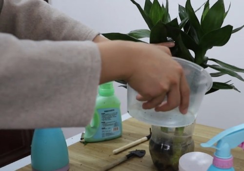 富贵竹长得太慢怎么办