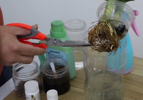 富贵竹烂根黄叶怎么办