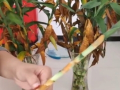 新买的富贵竹黄叶怎么办
