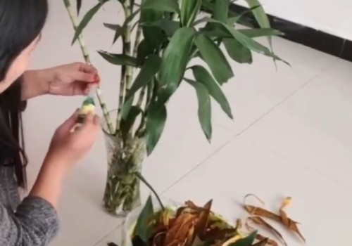 新买的富贵竹黄叶怎么办2