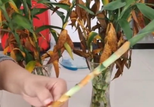 新买的富贵竹黄叶怎么办1