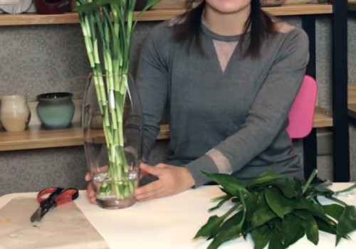 水养富贵竹生根最快方法