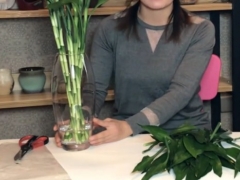 水养富贵竹生根最快方法