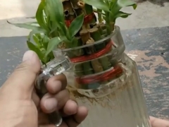 给水培富贵竹换水有哪些注意事项