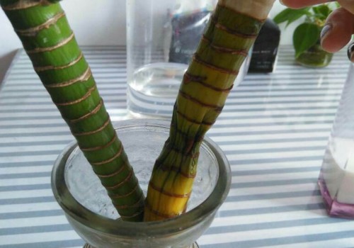 富贵竹杆子萎缩有救吗