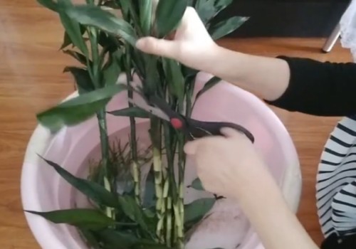 富贵竹怎么水养成活率更高长势更旺