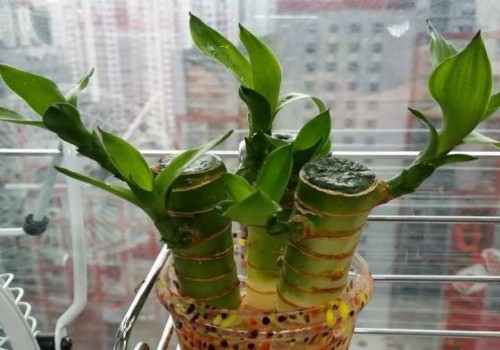 富贵竹上面为什么打蜡