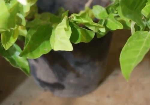秋冬季节怎么养茉莉
