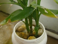 富贵竹水养小技巧