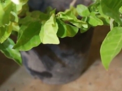秋冬季节怎么养茉莉