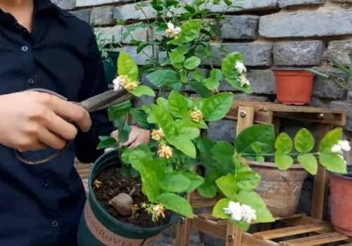 茉莉花养殖技巧