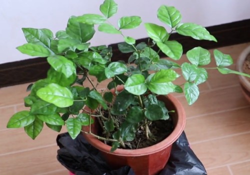 茉莉花冬天开花吗 如何让茉莉在冬季开花