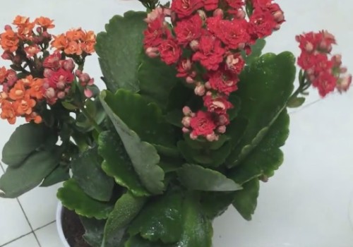 怎样养好长寿花