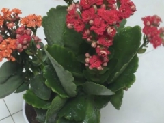 怎样养好长寿花