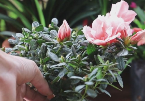 怎么养好杜鹃花