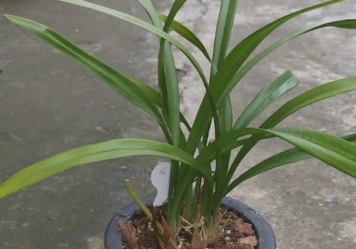 秋季兰花如何养护管理