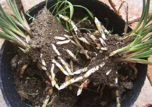 兰花根腐病怎么预防