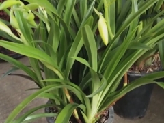 兰花怎么促花