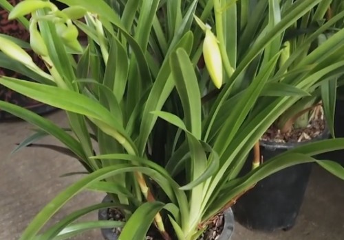 兰花怎么促花