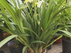 怎么养兰花才能促进花芽分化