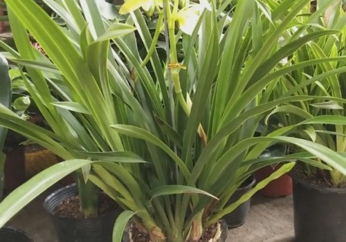 怎么养兰花才能促进花芽分化