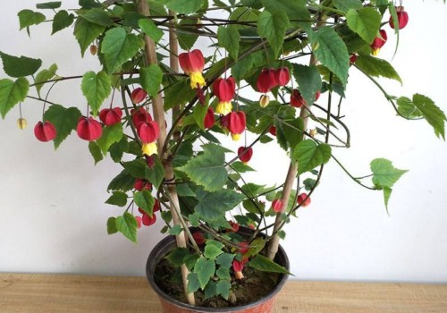 掌握悬铃花的养殖方法 让其保持四季开花