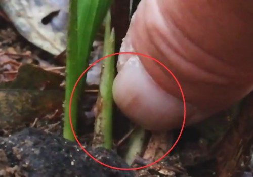 兰花花苞停止生长怎么办 长花苞后多久开花