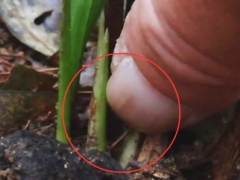 兰花花苞停止生长怎么办 兰花长花苞后多久开花
