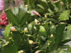 如何让蟹爪兰一年多次开花
