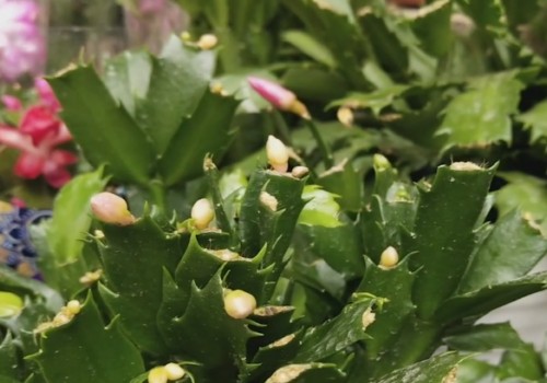 如何让蟹爪兰一年多次开花