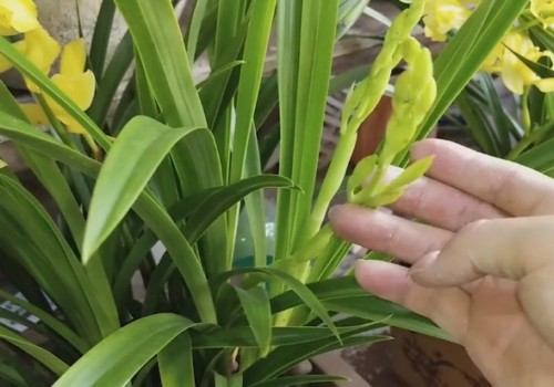 兰花僵苗不开花怎么办