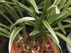 怎么预防兰花生病