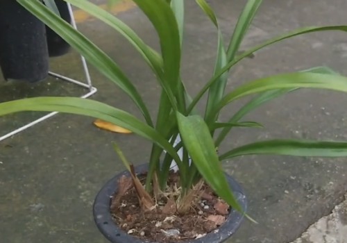 兰花生病了怎么办