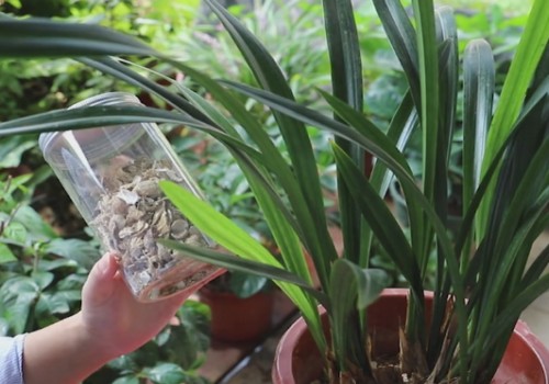 兰花的种植方法和技巧