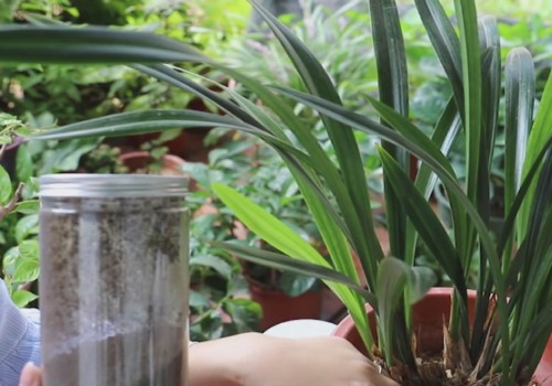 兰花的种植方法和技巧2