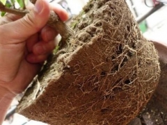 花卉植物换盆后摆放在什么位置缓苗
