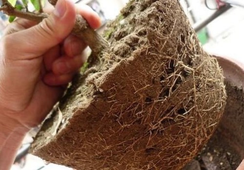 花卉植物换盆后摆放在什么位置缓苗