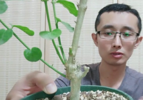 换盆后的茉莉盆栽