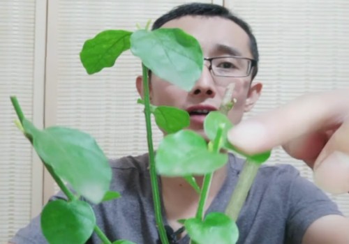茉莉换盆后发芽的图片