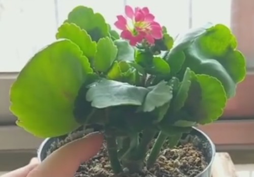 长寿花秋季修剪后如何养护才能二次开花3