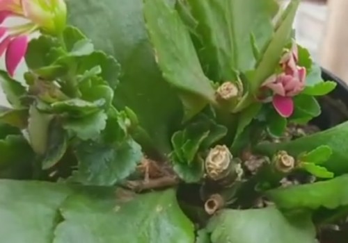 长寿花秋季修剪后如何养护才能二次开花2