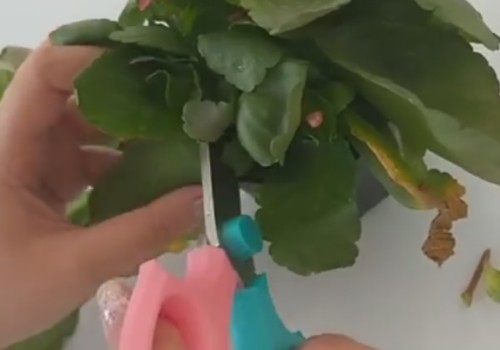长寿花秋季修剪后如何养护才能二次开花1