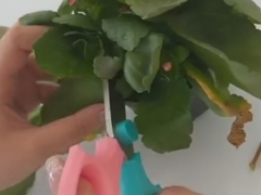 长寿花秋季修剪后如何养护才能二次开花
