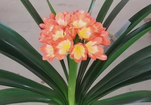 怎样防止君子兰夹箭 夹箭怎么办
